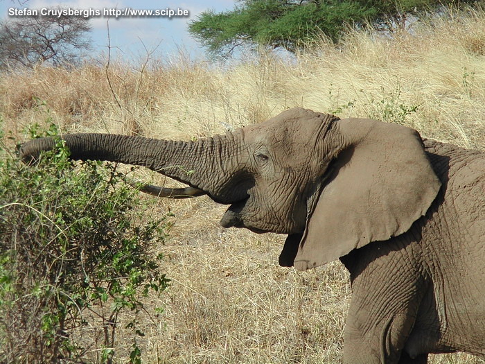 Tarangire - Elephant  Stefan Cruysberghs